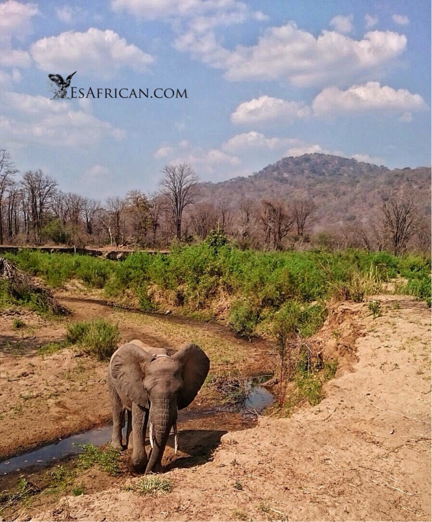 This stream marks the boundary with Liwonde National Park. Usually elephants do not observe this nicety but this one seem happy enough