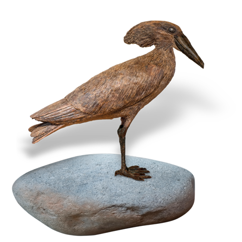 Hammerkop