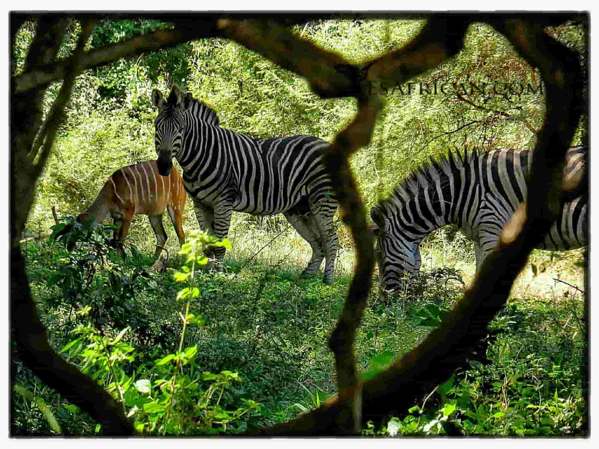 Nyala Park Zebra in the Bush