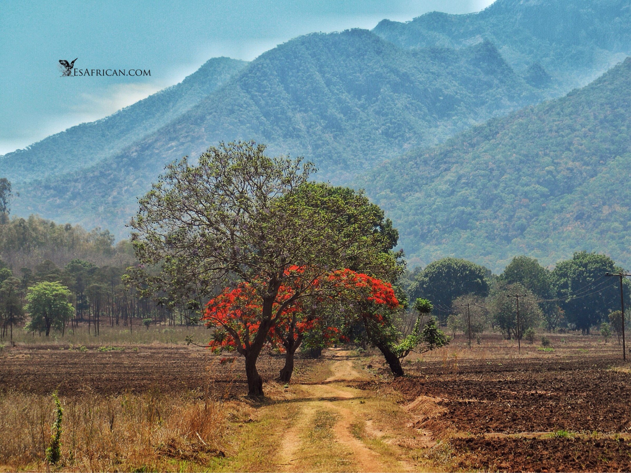 Flame Trees near Mulanje. Many of the most beautiful and surprising places in Malawi are found on the roads less traveled.